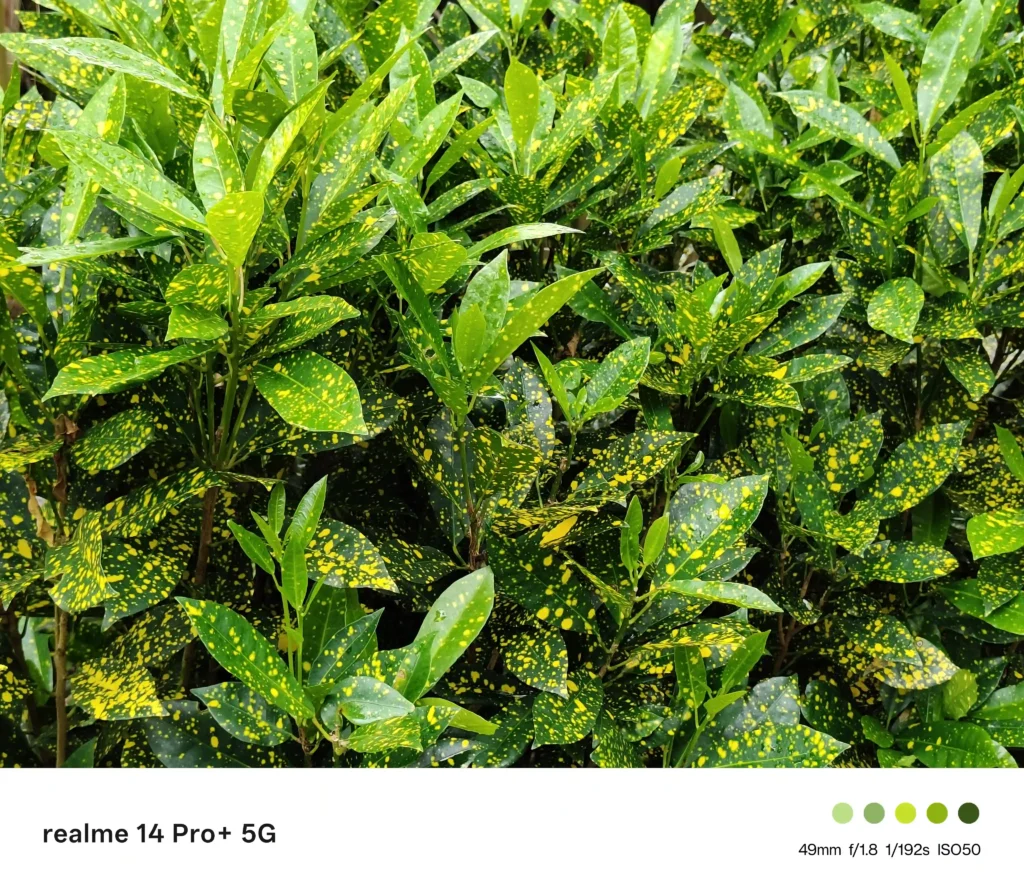 realme 14 Pro+ 5G Review: The Best All-Rounder Mid-Ranger? 57 realme 14 Pro+ 5G Camera review - Normal Mode